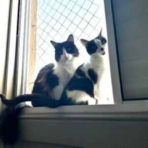 Mini Smoke para os Gatinhos