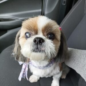 Tiara de dama de honra para Fiona